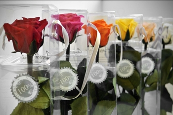 rosas-de-colores Rosas eternas Dos Hermanas