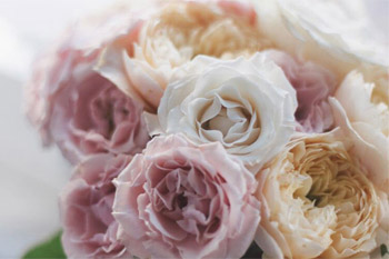 rosas-pastel Flores para enamorar Sevilla