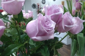 rosas-rosas Rosas rosas Dos Hermanas
