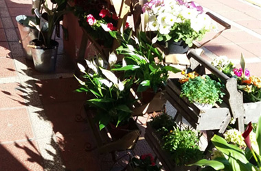 plantas-para-ferias plantas para feria