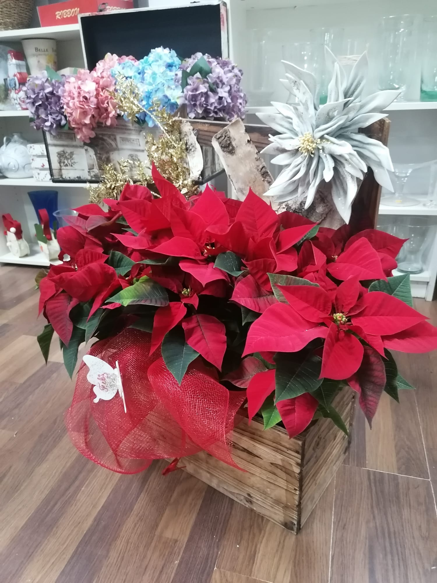 flor de pascua en centro